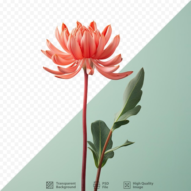 PSD kwiat etlingera elatior na przezroczystym tle