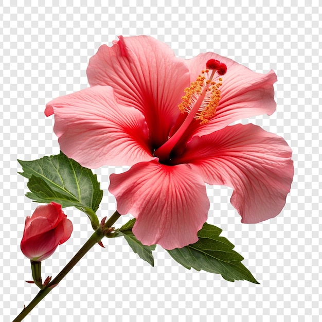 PSD kwiat hibiskusa wyizolowany na przezroczystym tle