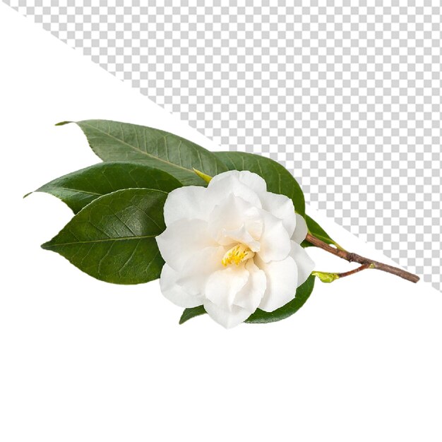 PSD kwiat jaśminu png