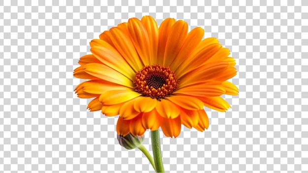 PSD kwiat kalenduli izolowany na przezroczystym tle kwiat marigold