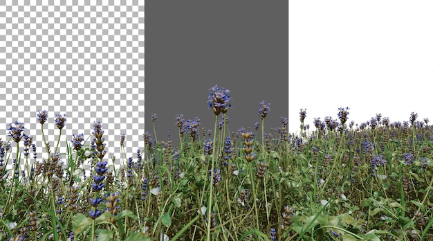 Kwiat lawendy png przezroczysty rendering 3D