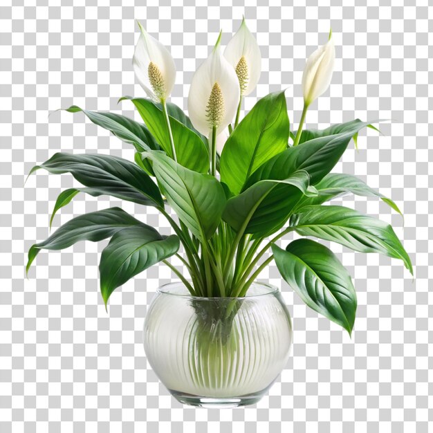 Kwiat Lilii Pokoju Spathiphyllum Wallisii Z Wazonem Odizolowanym Na Przezroczystym Tle