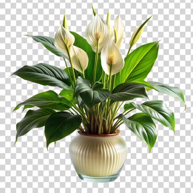 Kwiat Lilii Pokoju Spathiphyllum Wallisii Z Wazonem Odizolowanym Na Przezroczystym Tle