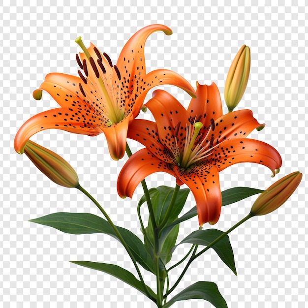 PSD kwiat lilii tygrysiej izolowany na przezroczystym tle