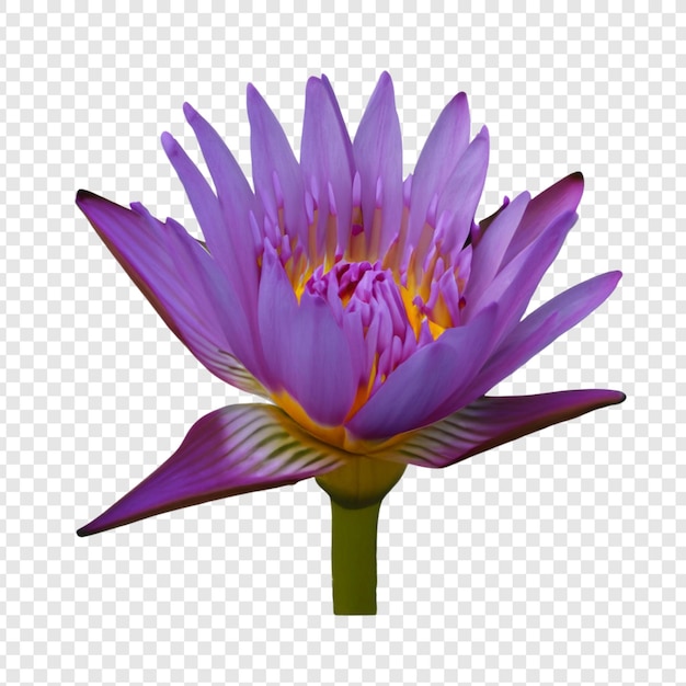 PSD kwiat lilii wodnej png izolowany na przezroczystym tle premium psd