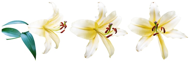 Kwiat lilium auratum