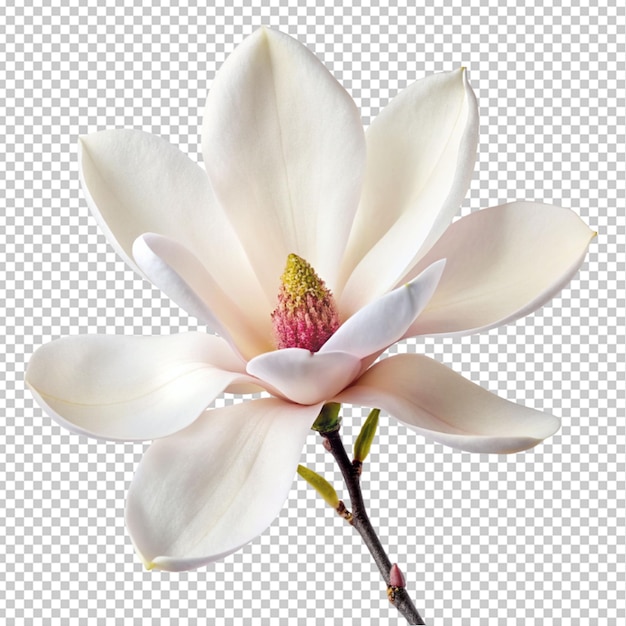 Kwiat Magnolii Na Przezroczystym Tle