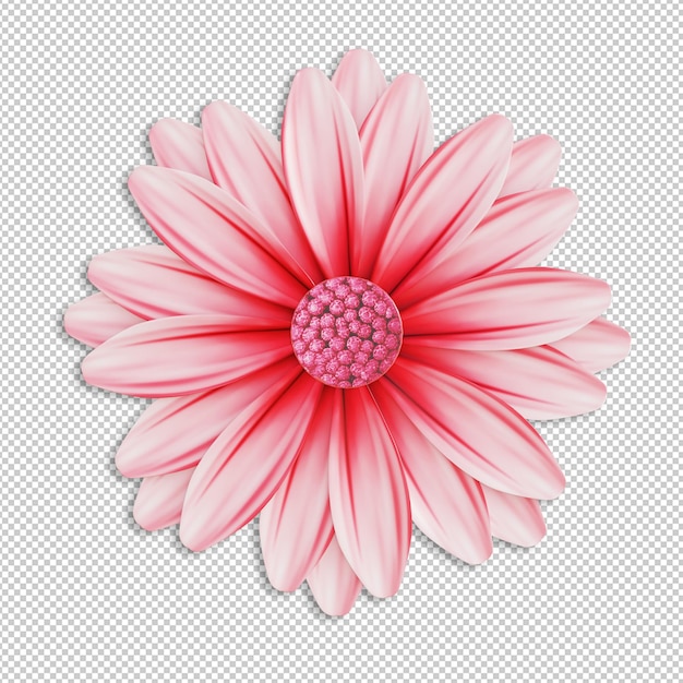 Kwiat margaretki Gerbera wyizolowany na przezroczystym tle