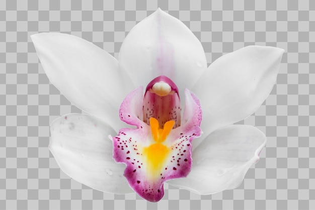 Kwiat orchidei na białym tle