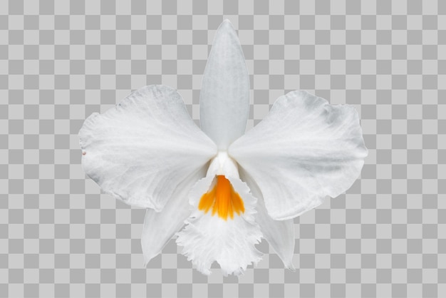 PSD kwiat orchidei na białym tle