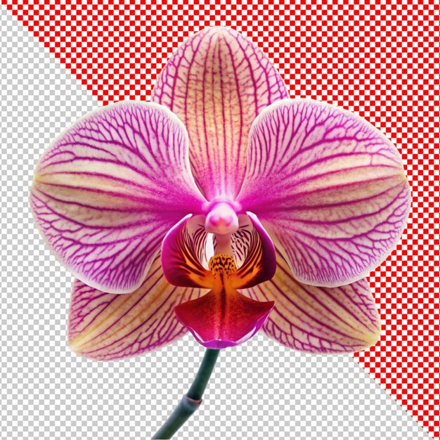 PSD kwiat orchidei