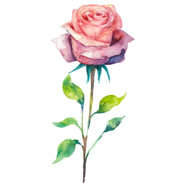 PSD kwiat róży pomalowany akwarelą ręcznie narysowany element projektowy izolowany na przezroczystym tle