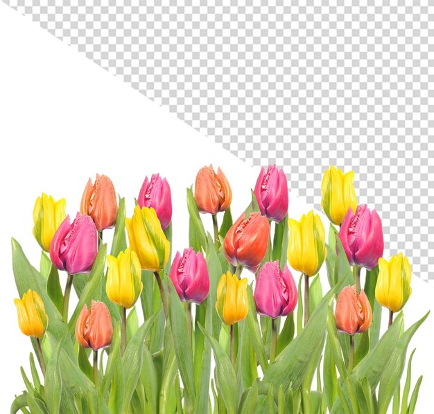 PSD kwiat tulipana png