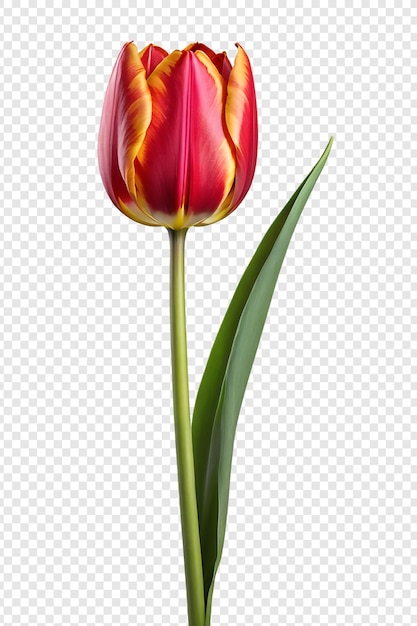 PSD kwiat tulipanów izolowany na przezroczystym tle