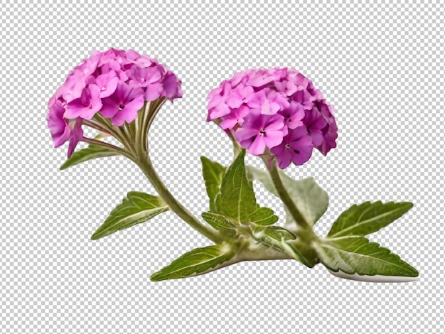 PSD kwiat verbiny na przezroczystym tle
