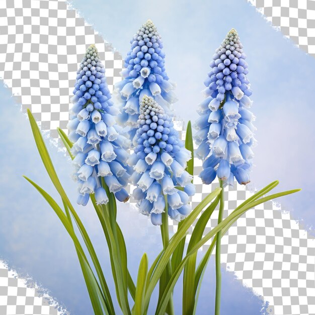 Kwiaty Muscari Botryoides Na Przezroczystym Tle