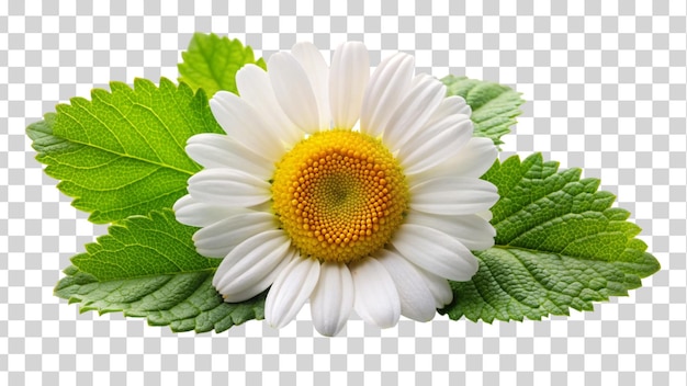PSD kwiaty rumianku wyizolowane na przezroczystym tle