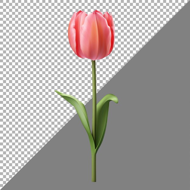 PSD kwiaty tulipanów na przezroczystym tle