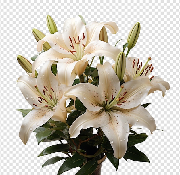 Kwitnąca Kwiat Piękna Dekoracja Na Przezroczystym Tle