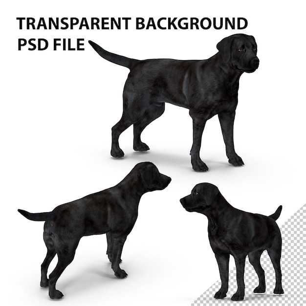 PSD labrador dog black standing png