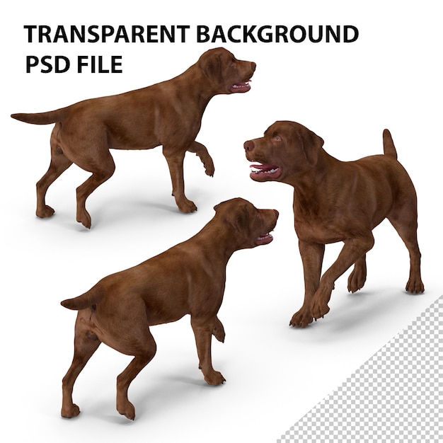 PSD labrador dog brown walking png