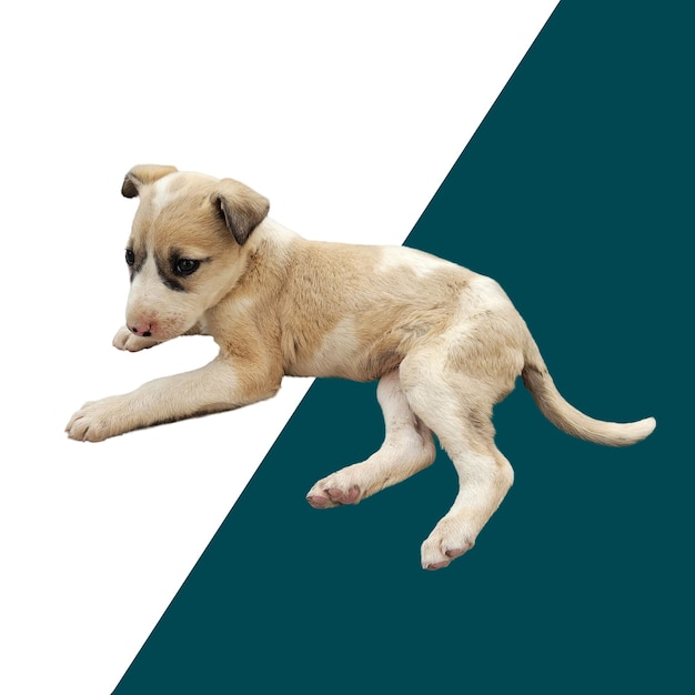 labrador retriever puppy jumping on white background