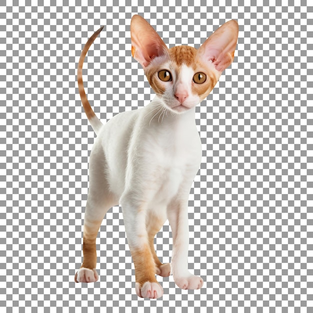 Ładny kot rasy Cornish rex izolowany na przezroczystym tle