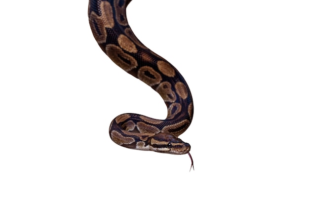 PSD Ładny portret zwierzaka węża