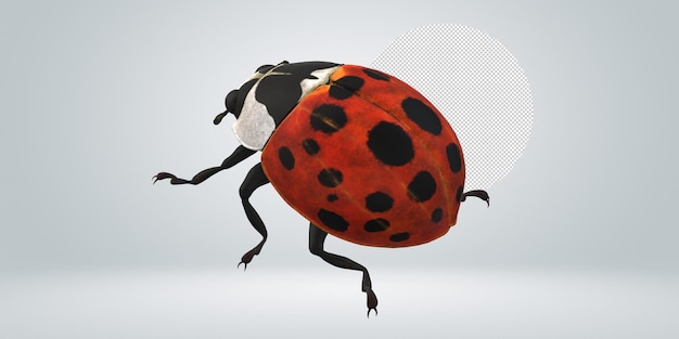 Ladybird geïsoleerd op een doorzichtige achtergrond