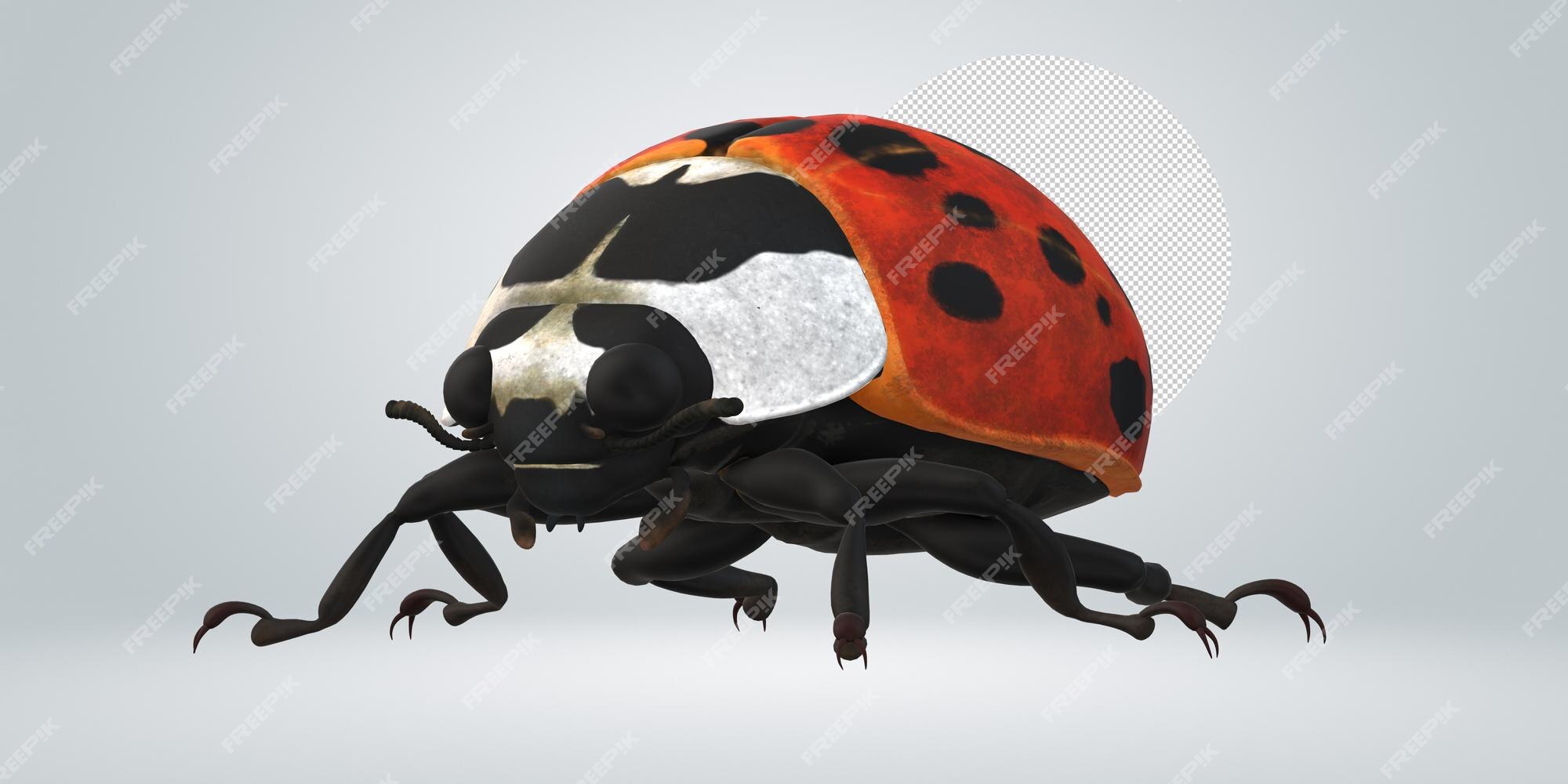 Free Ladybug Flying PNG Images & PSDs for Downloads