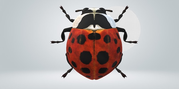 PSD ladybird isolated on a transparent background