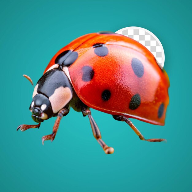 PSD ladybug elevation front view isolated