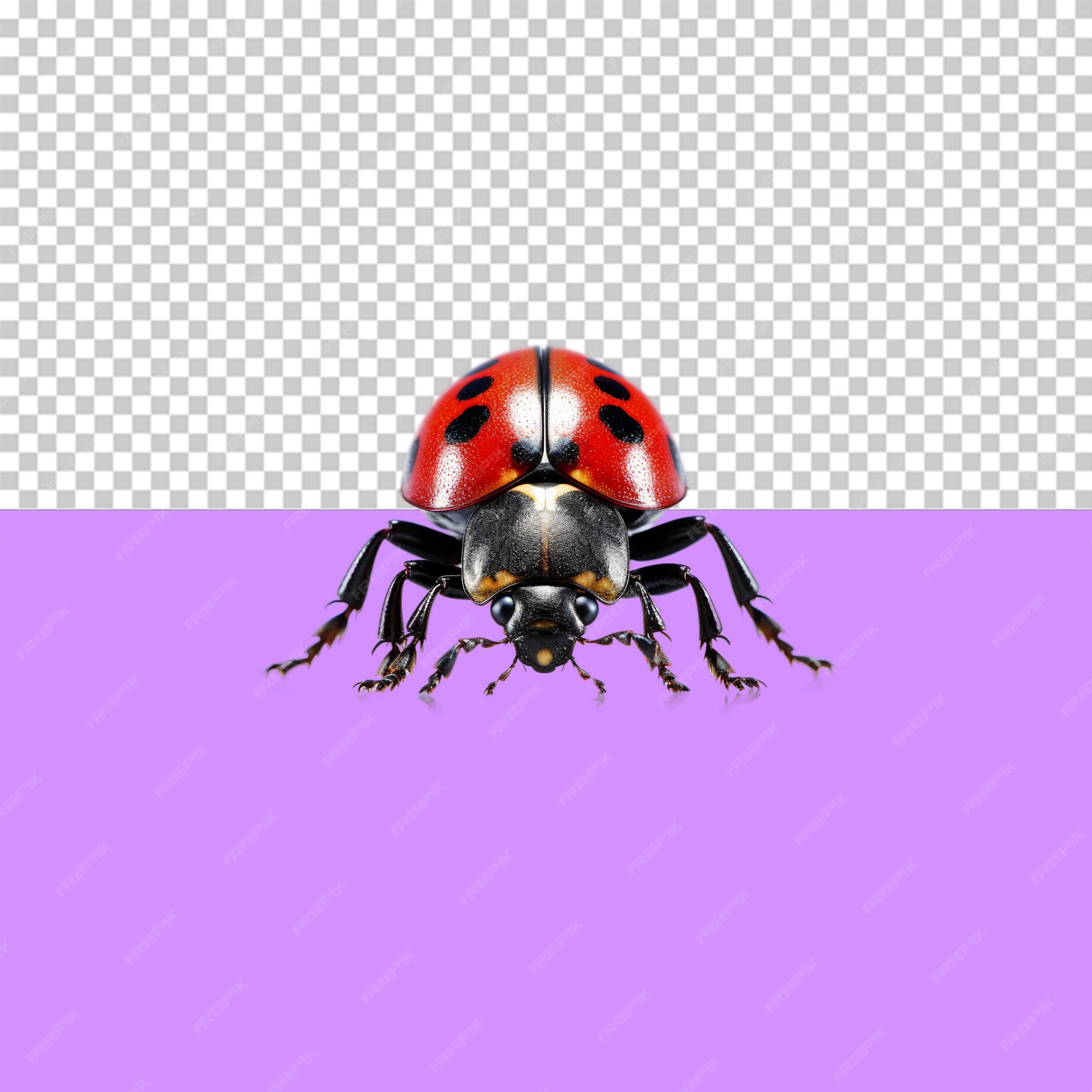 Premium PSD  Lady bug png