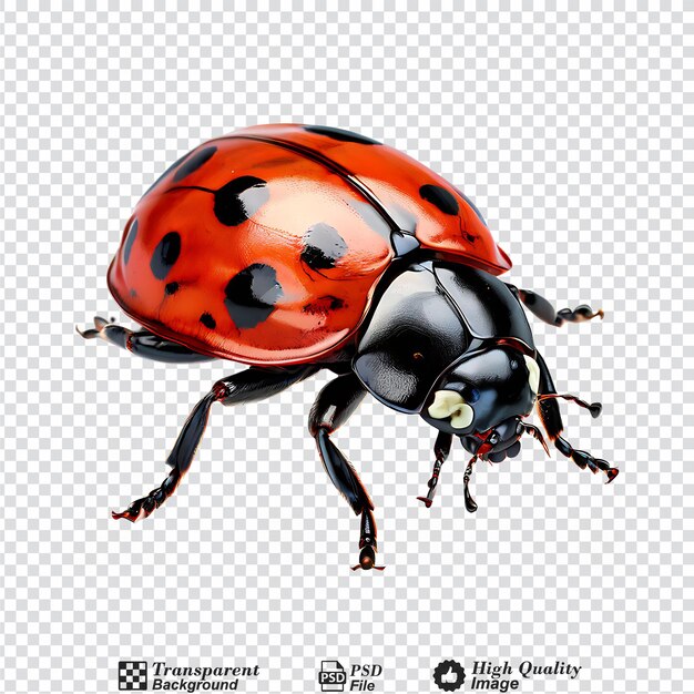 PSD 투명한 배경에 고립 된 ladybug