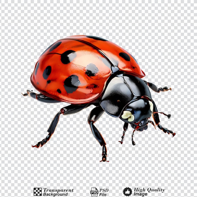 PSD coccinella isolata su uno sfondo trasparente