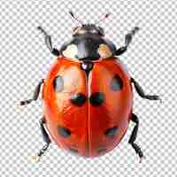 PSD ladybug isolated transparent background