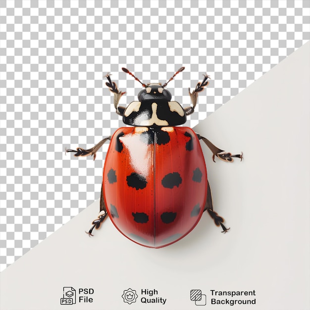 PSD ladybug na przezroczystym tle z plikiem png