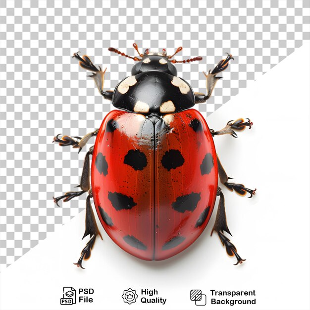 PSD una coccinella su uno sfondo trasparente con un file png