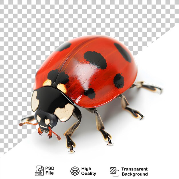 PSD a ladybug on transparent background with png file