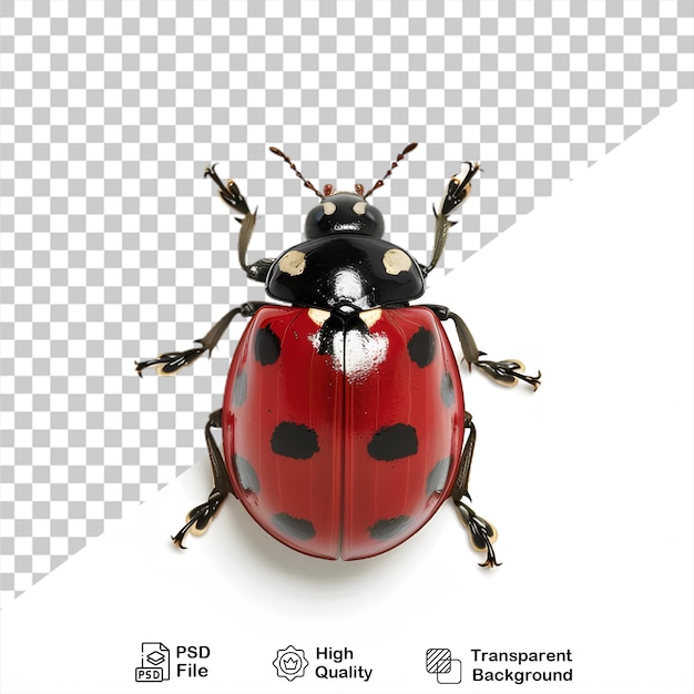 PSD una coccinella su uno sfondo trasparente con un file png