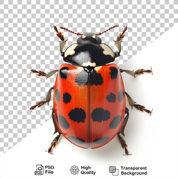 PSD una coccinella su uno sfondo trasparente con un file png