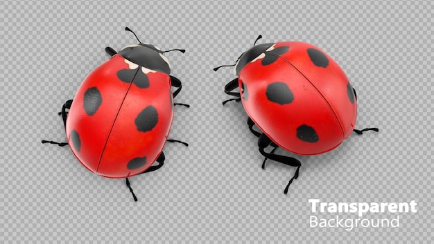 PSD ladybug on transparent background