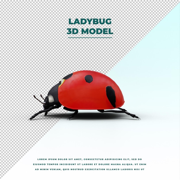 ladybug