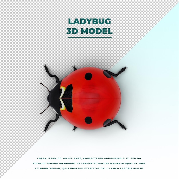 ladybug