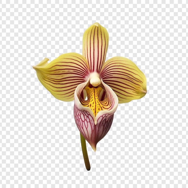 Ladys slipper orchid flower isolated on transparent background