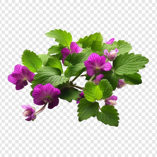 PSD lamium bloem png geïsoleerd op transparante achtergrond