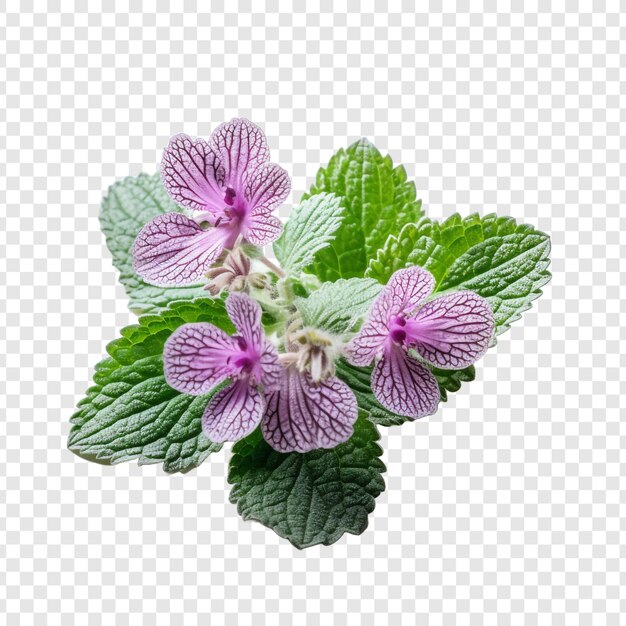 PSD lamium flower isolated on transparent background