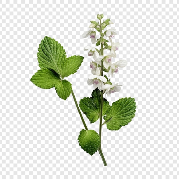 PSD lamium flower isolated on transparent background