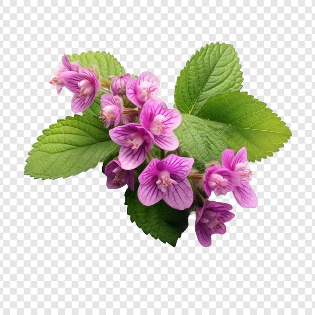 PSD lamium flower isolated on transparent background