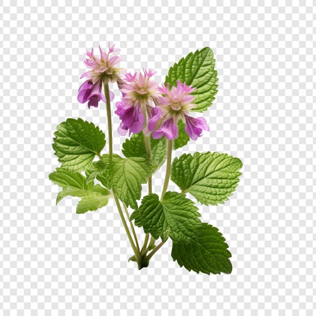 PSD lamium flower isolated on transparent background